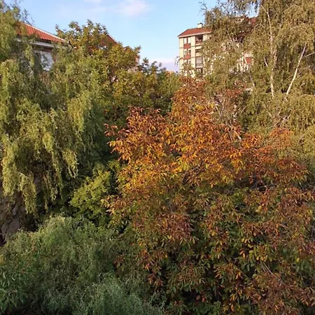 Iva ベオグラード